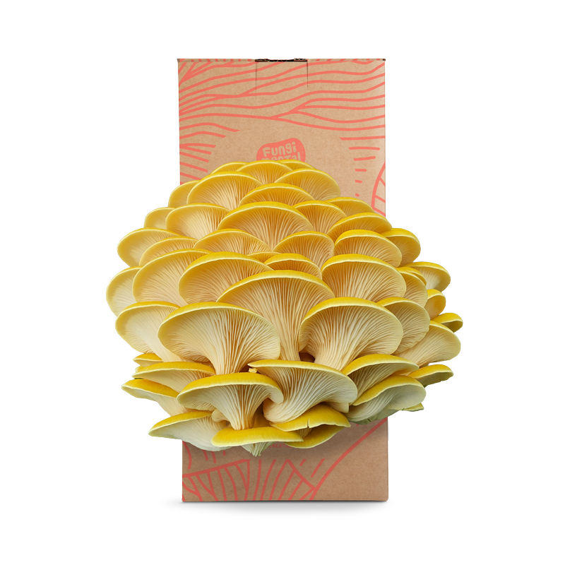 Mushroom Supplements 3 Grow kit